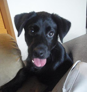 Guinness, a 4 mo. lab mix.