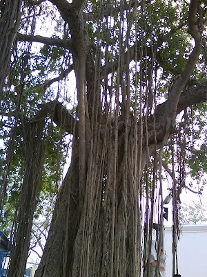 Banyan tree at St. Thomas Mount