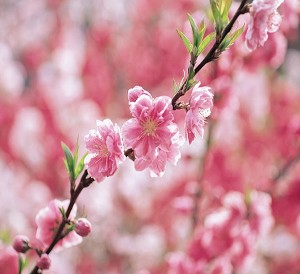 [peach+blossoms.jpg]