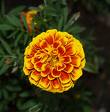 [marigold.jpg]