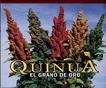 Planta de Quinua