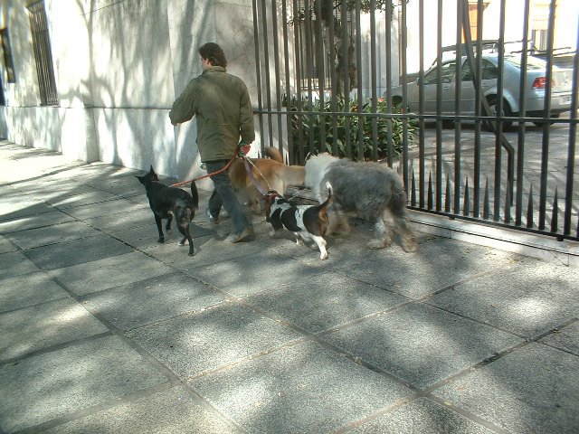 [Palermo+dog+walker.JPG]