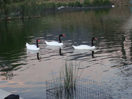 Cisnes de cuello negro