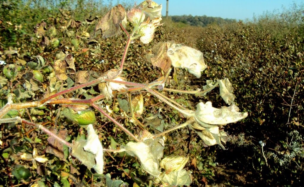 vidarbha times Cold Wave and Excess Rain damaged standing Bt.Cotton