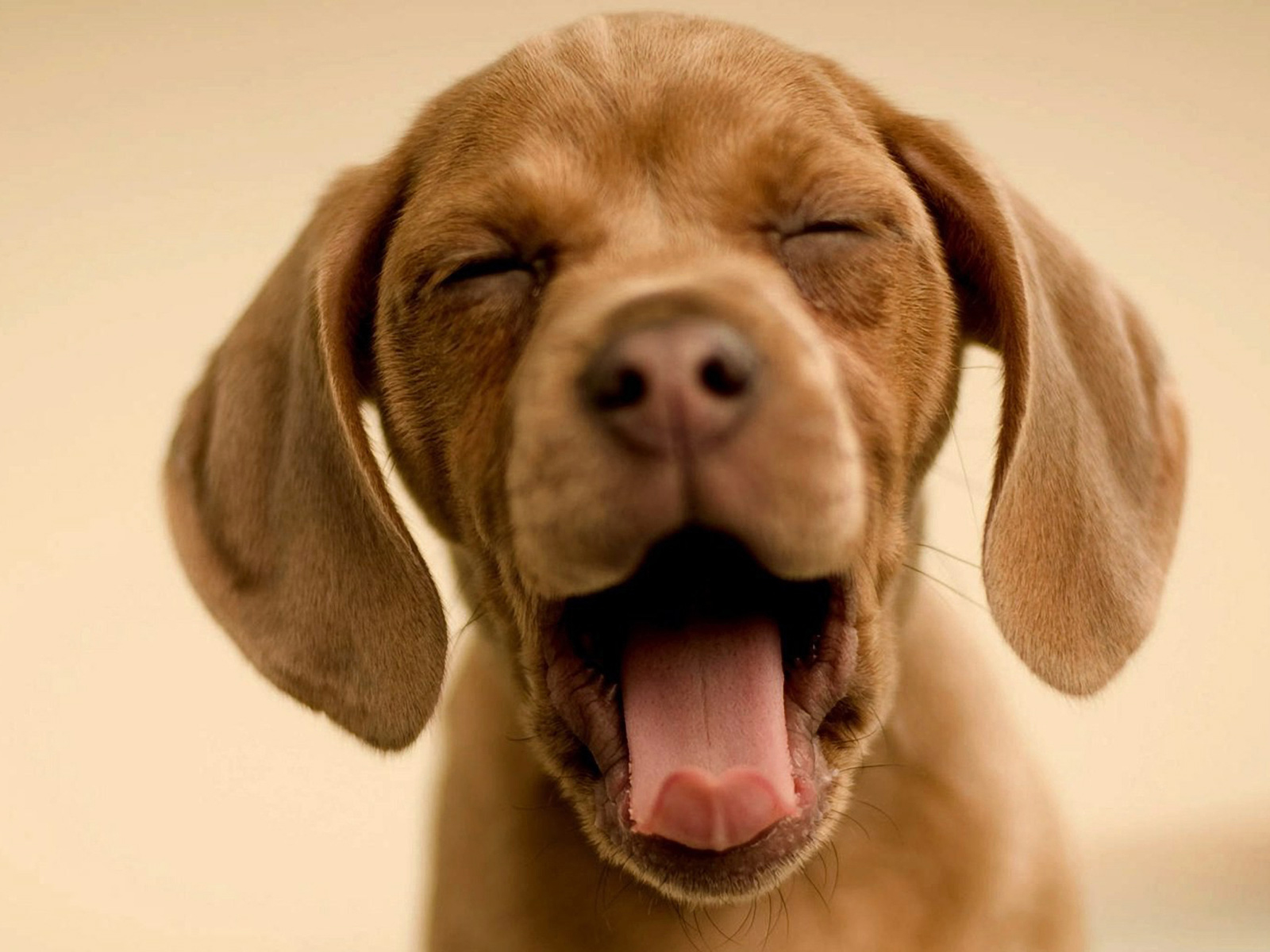 http://4.bp.blogspot.com/_aumVoyPFQqI/TDwYCHipF7I/AAAAAAAAAFQ/mPo0L2N7IW8/s1600/Laughing_dog.jpg