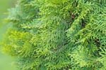 [thuja2-s.jpg]