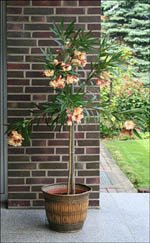 [oleander2-s.jpg]