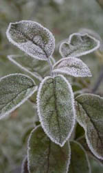 [frost.jpg]