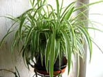 [Chlorophytum2-s.jpg]