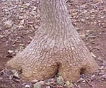 [Nolina2nature-s.jpg]