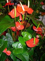 [Anthurium2-s.jpg]