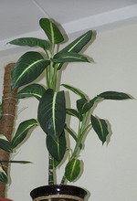 [Dieffenbachia.jpg]