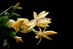 [Schlumbergera+yellow.jpeg]