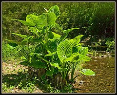 [alocasia+nature.jpg]