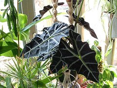 [alocasia.jpg]