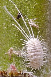 [mealy_bug.jpg]