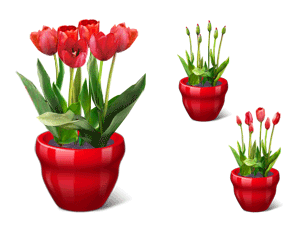 [tulip_large.gif]