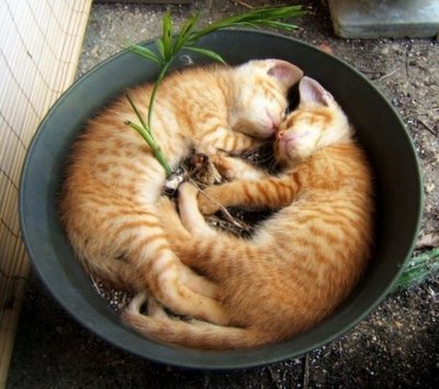 [cats.jpg]