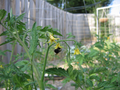Bumblebee pollinating tomato