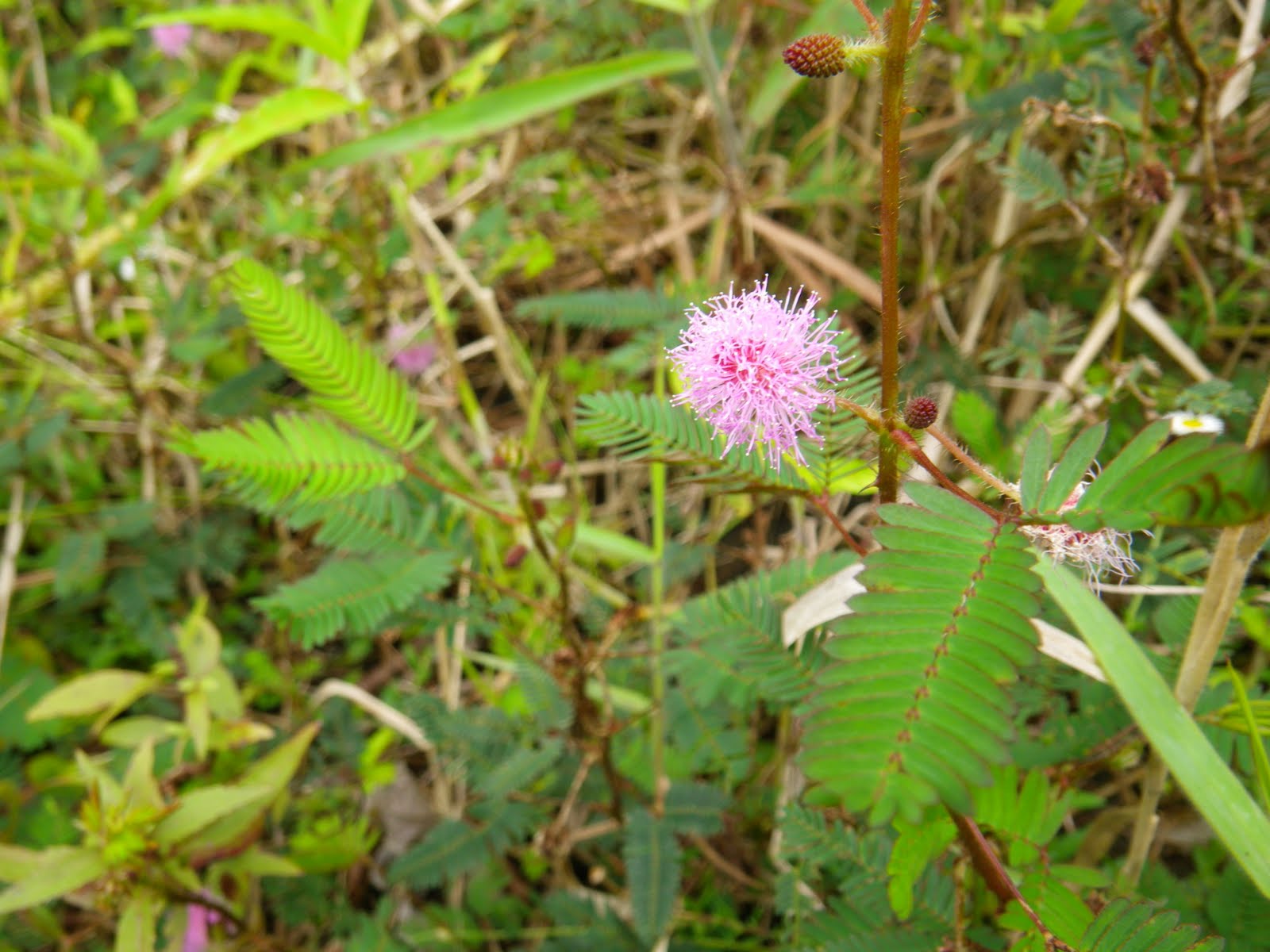 Frogma Playing With Plants Hawaii Nostalgia Trip Continued!