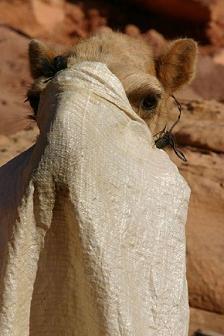 [Camel.jpg]