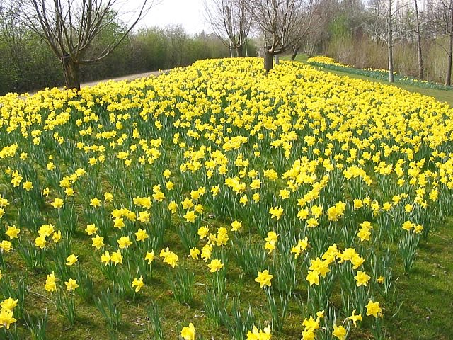 Poems On Daffodils