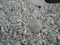 2006 冬 番黍仔尾嶼島上貝塚