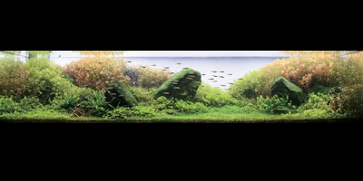 dream aquarium 1.2591