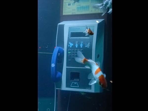 [Aquarium-telephone-booth03.jpg]