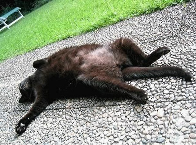 [animal-sleeping-03.jpg]