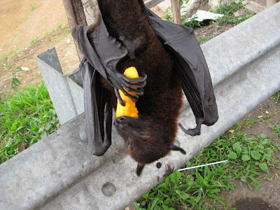 عکس: بزرگترین خفاش میوه خوار!