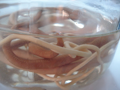 external image Ascaris+lumbricoides+(1).JPG