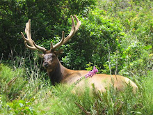 Bear Harbor Bull Elk