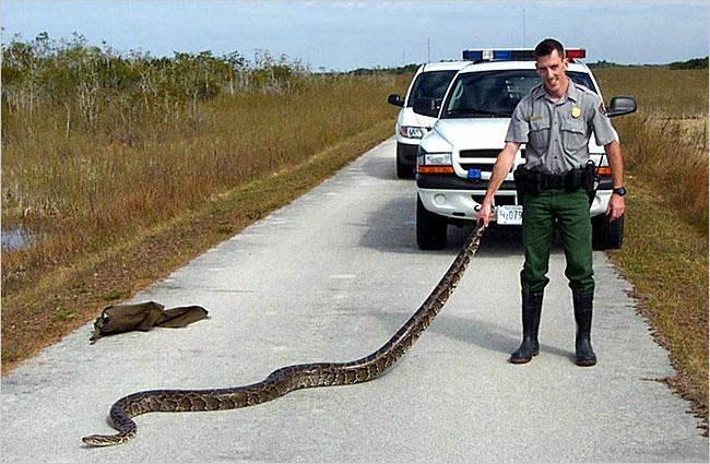 [python.jpg]