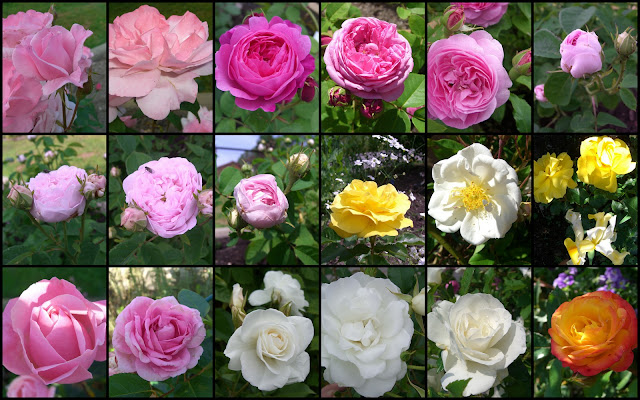 Rosekollasj Rosekollasj
