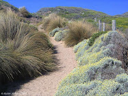 Surf track at Rye back beach