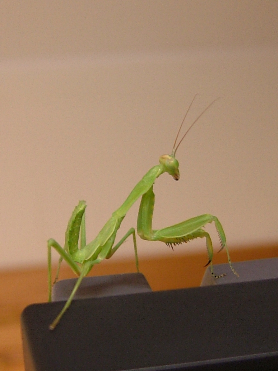 [mantis.JPG]