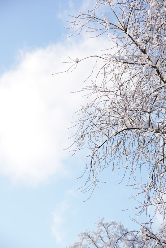 [kalla+grenar+mot+himlen.jpg]