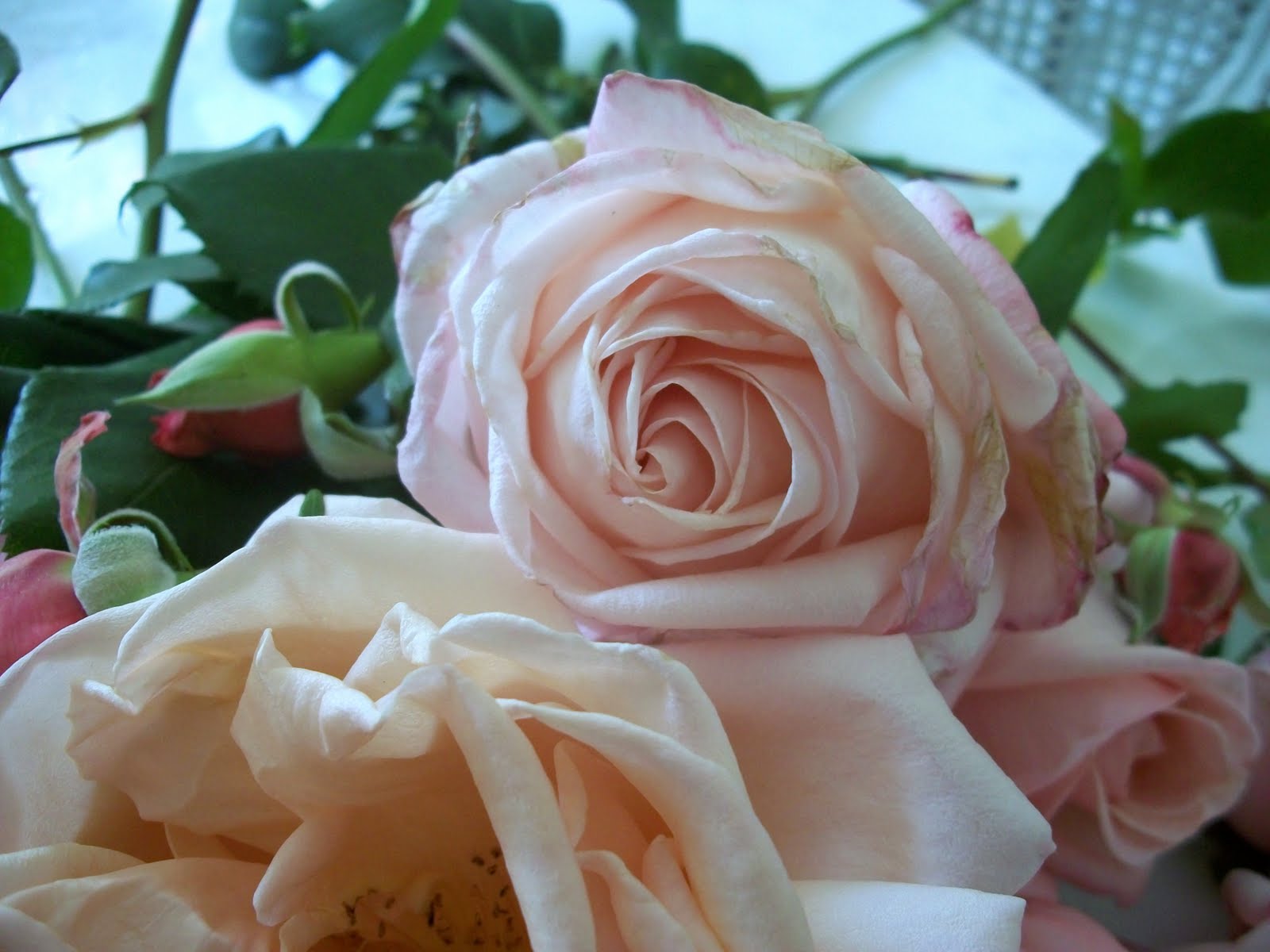 Full Bloom Cottage Roses to all the Moms.....