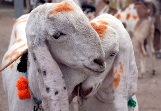eid al-adha eid al-adha