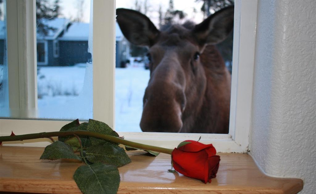 From East to West My pet Moose)