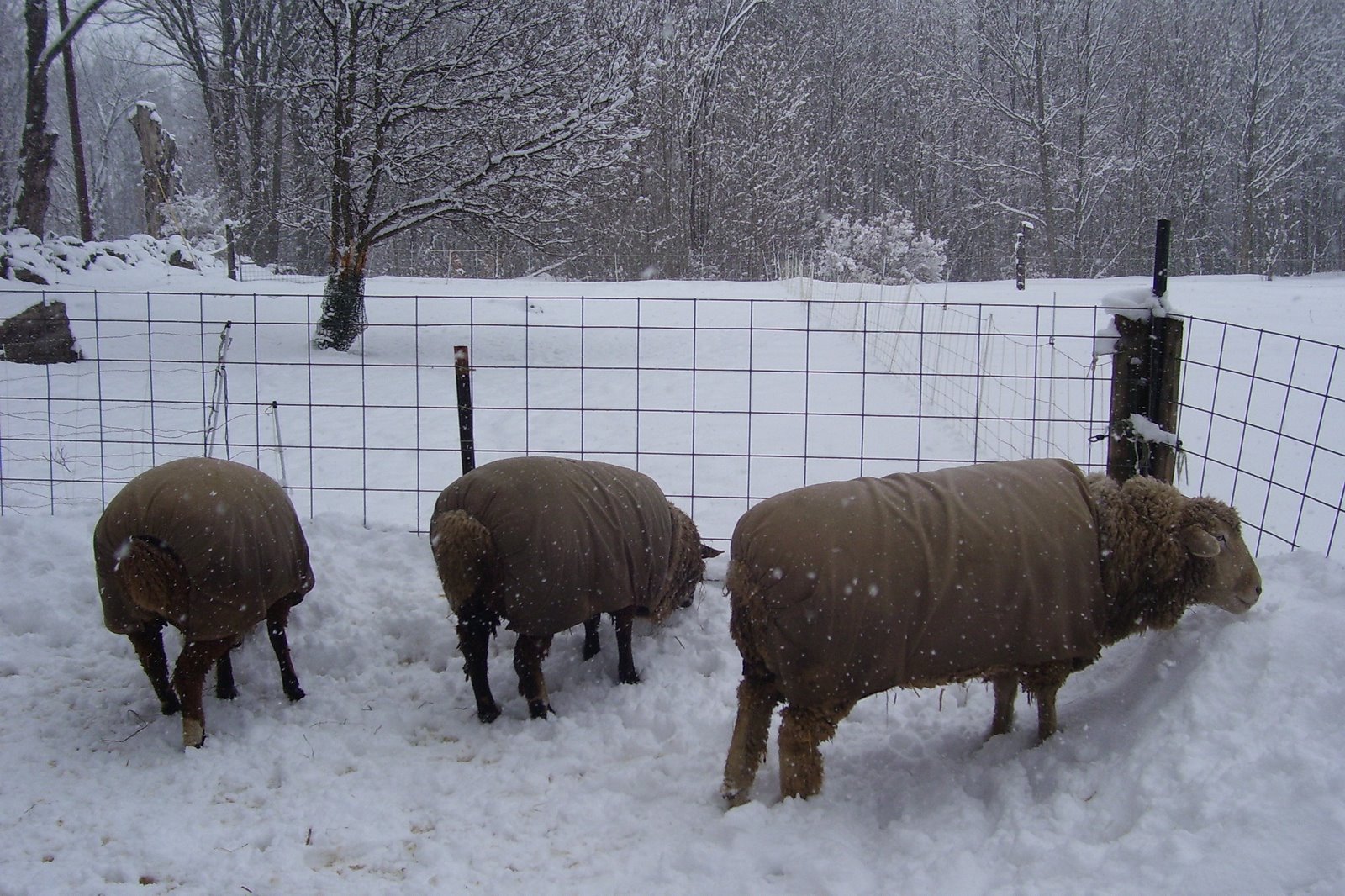 [Winter+2008+305.jpg]