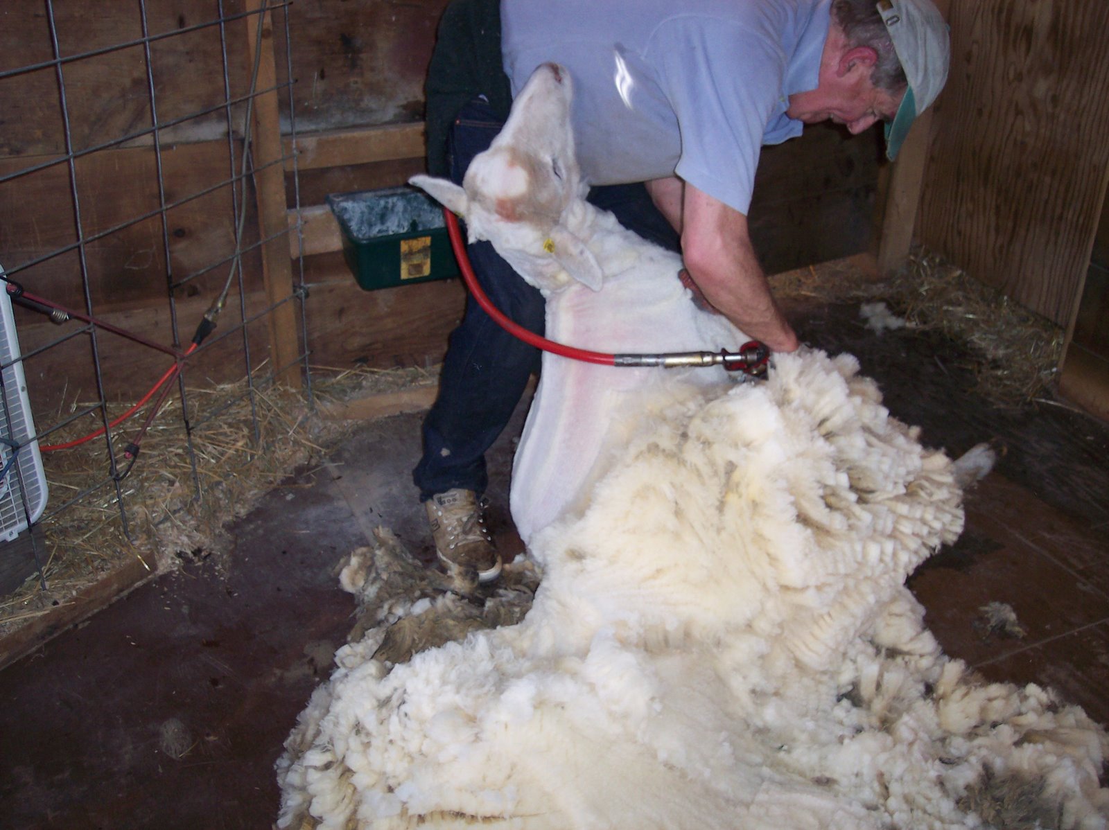 [Shearing+4-10-05+014.jpg]