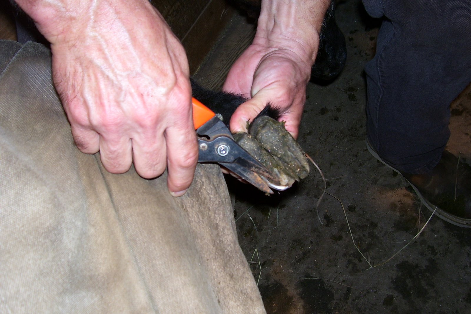 [trimming+hooves+1.jpg]