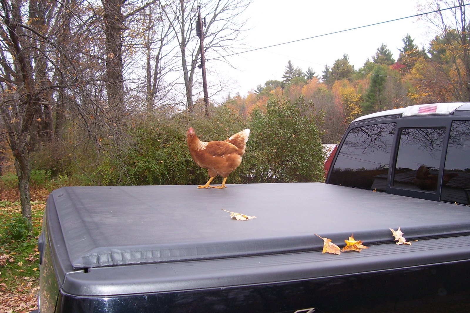 [Can+I+go+to+Rhinebeck.jpg]