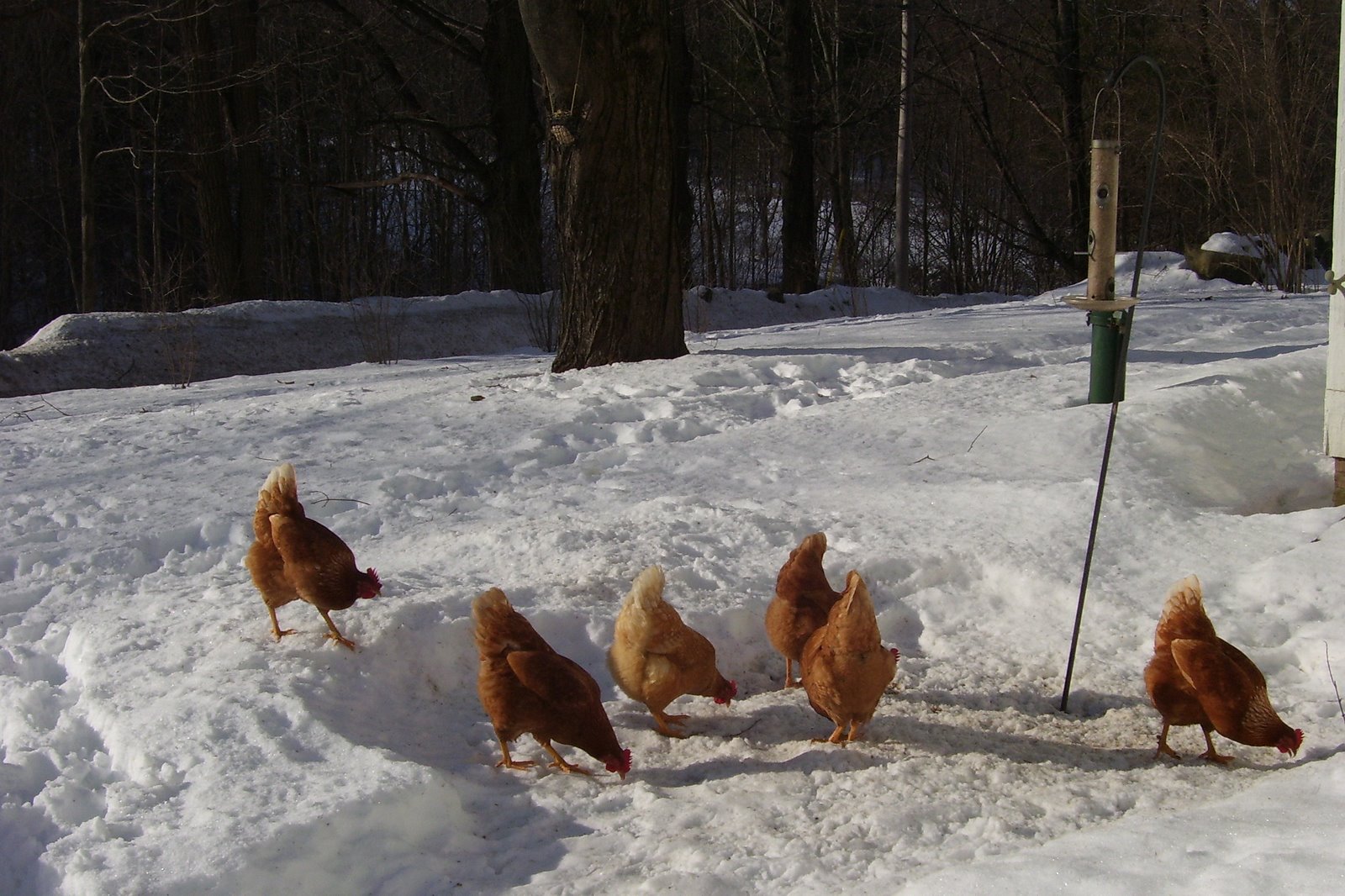 [bird+feeder.jpg]