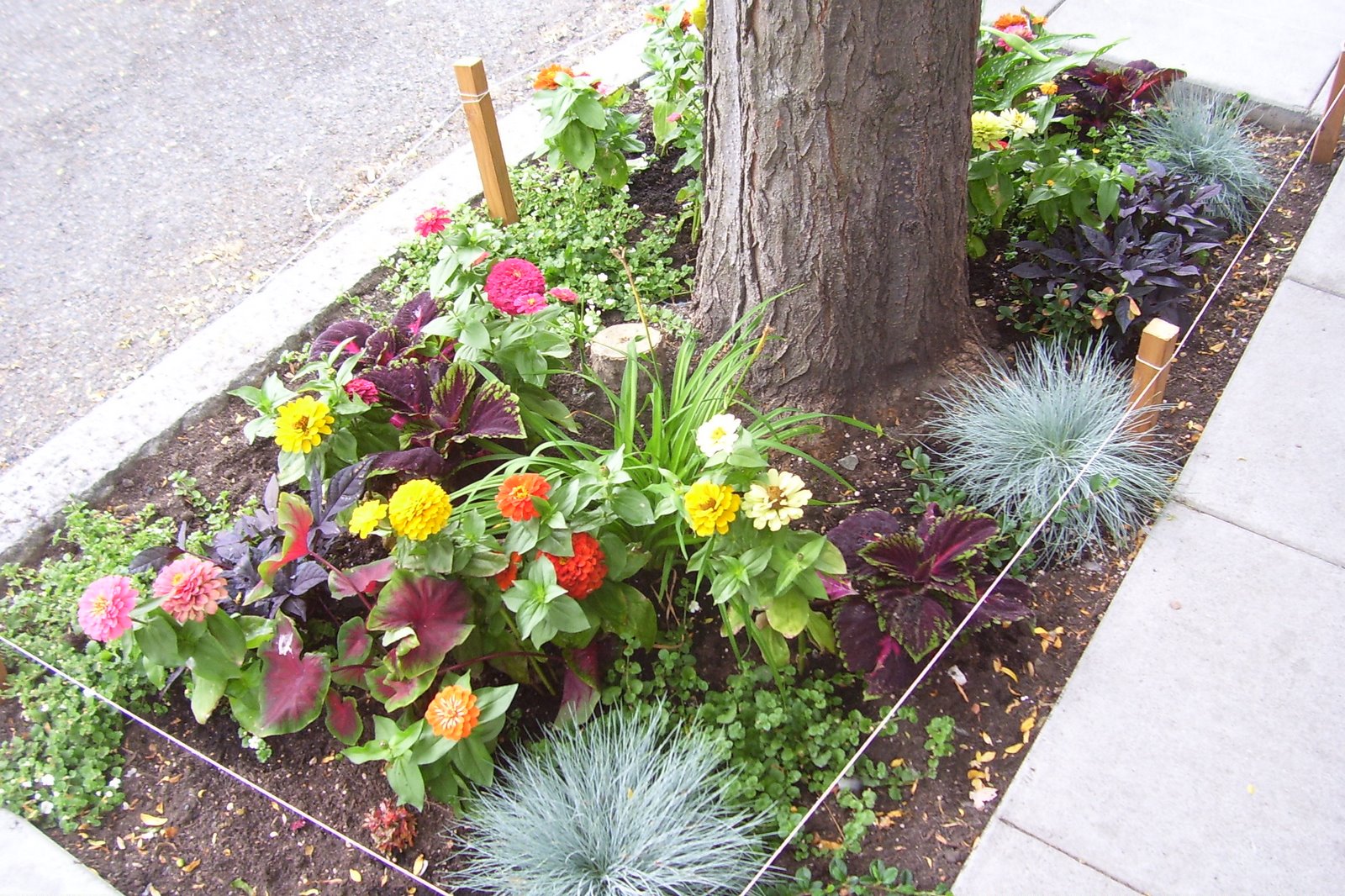 [street+garden.JPG]