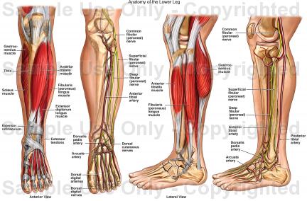 ...Something like this...: Lower Leg Anatomy