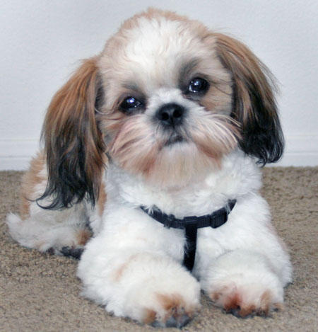 Shih+tzu+puppies+brown+and+white