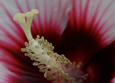 Inside The Flower